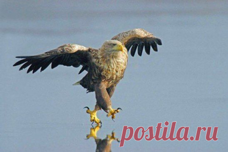 Летящей походкой