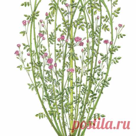 Поезд розы, чтобы произвести больше цветов-FineGardening
