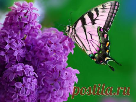 Как празднично сад расцветила сирень лилового, белого цвета