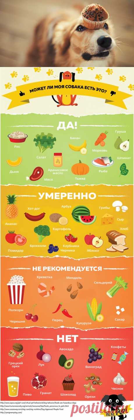 Чем можно, а чем нельзя кормить собак - Лайфхакер