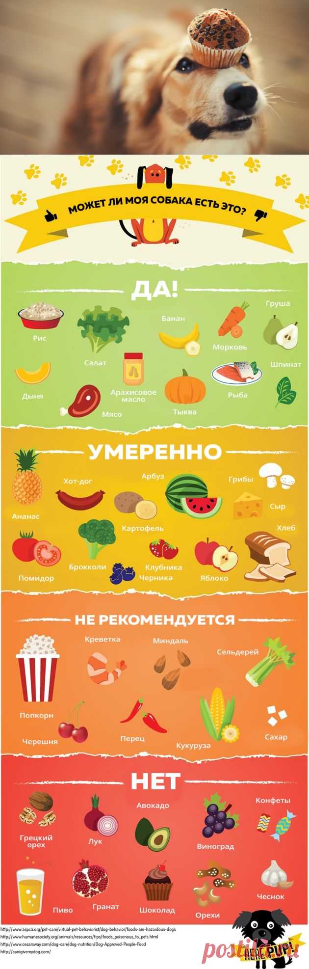 Чем можно, а чем нельзя кормить собак - Лайфхакер