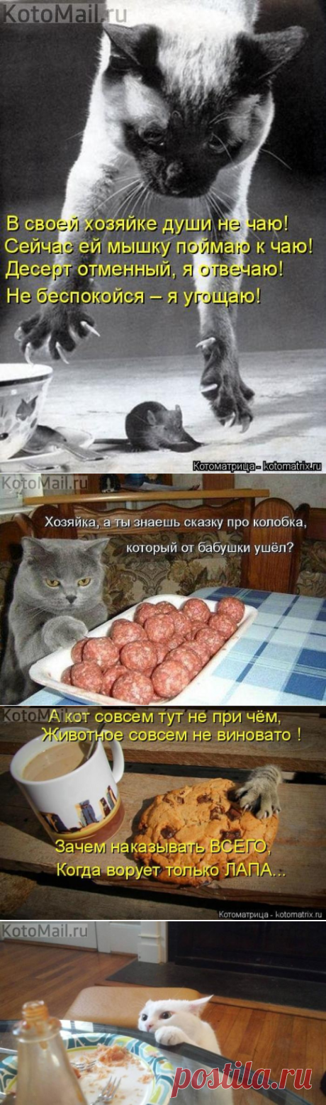 Кот-не при чём | KotoMail.ru