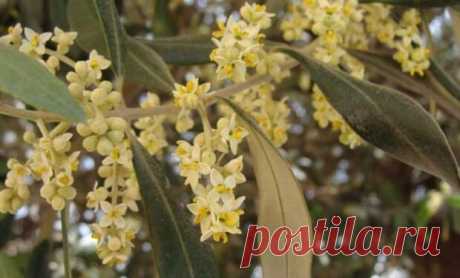 Оливковое дерево: выращивание и уход в домашних условиях - Цветочки - медиаплатформа МирТесен Неужели дерево может поместиться в горшок на подоконнике Впервые оливковые деревья появились в Средиземноморье. Сейчас их выращивают (в садах) в Индии и Крыму, в Греции и Туркмении, в Грузии и Мексике. Кстати, в любой стране это — культурное дерево, выращиваемое людьми. Нигде нет диких маслин — эта