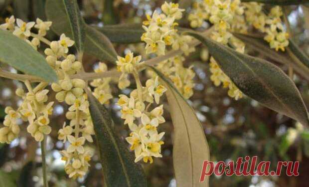 Оливковое дерево: выращивание и уход в домашних условиях - Цветочки - медиаплатформа МирТесен Неужели дерево может поместиться в горшок на подоконнике Впервые оливковые деревья появились в Средиземноморье. Сейчас их выращивают (в садах) в Индии и Крыму, в Греции и Туркмении, в Грузии и Мексике. Кстати, в любой стране это — культурное дерево, выращиваемое людьми. Нигде нет диких маслин — эта