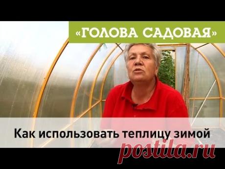 Голова садовая - Как использовать теплицу зимой