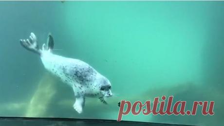 Тюлень играет с бабочкой..