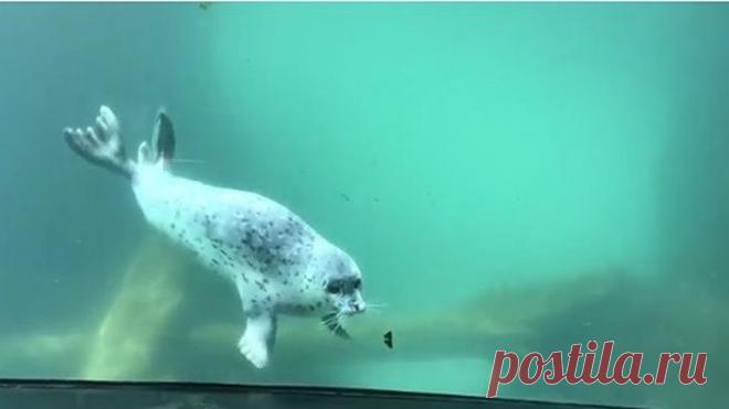 Тюлень играет с бабочкой..