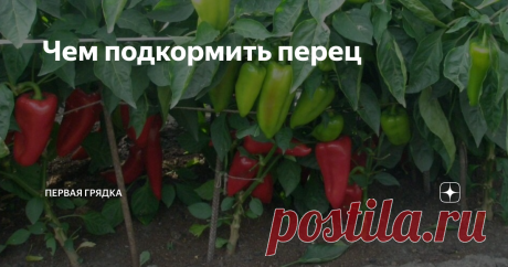 Чем подкормить перец Зачастую получение хорошего урожая перцев сопряжено с рядом трудностей. Проблемы могут возникнуть на любой стадии роста, в том числе связанные удобрением. Подкормка перца важна как для тепличных растений, так и для тех, что высажены в грунт. При этом органические и минеральные смеси рекомендуется чередовать, а также корректировать состав элементов в почве, в зависимости от стадии роста перца.