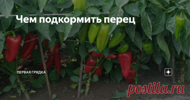 Чем подкормить перец Зачастую получение хорошего урожая перцев сопряжено с рядом трудностей. Проблемы могут возникнуть на любой стадии роста, в том числе связанные удобрением. Подкормка перца важна как для тепличных растений, так и для тех, что высажены в грунт. При этом органические и минеральные смеси рекомендуется чередовать, а также корректировать состав элементов в почве, в зависимости от стадии роста перца.
