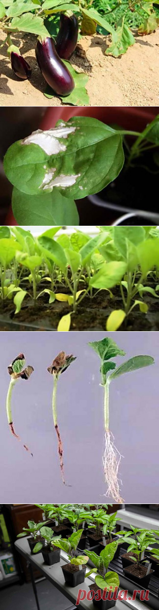 Что с рассадой баклажан? Белые пятна, желтеет, вянет… | Дача - впрок