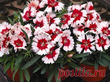 Сорта гвоздик: описание, фото, выращивание из семян=Мэри