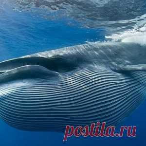 Как странно умирают киты.