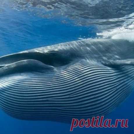 Как странно умирают киты.
