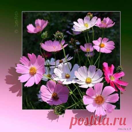 цветы