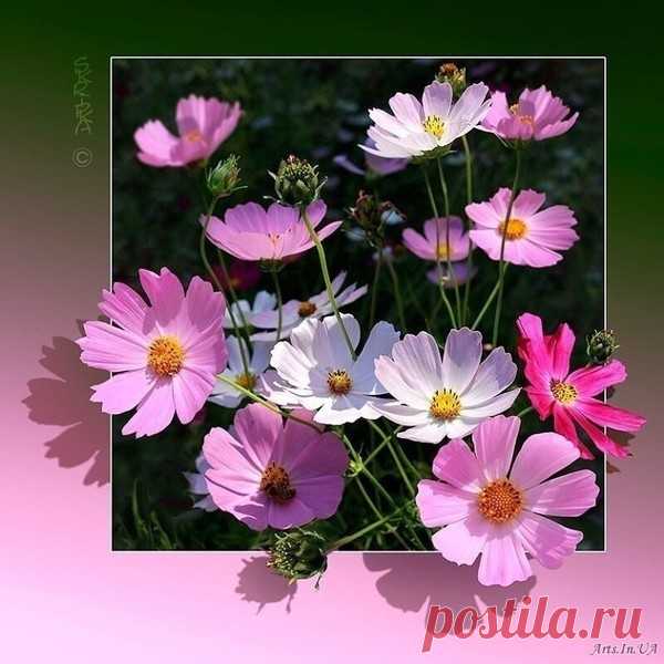 цветы