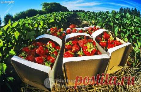 strawberry boxes - Поиск в Google