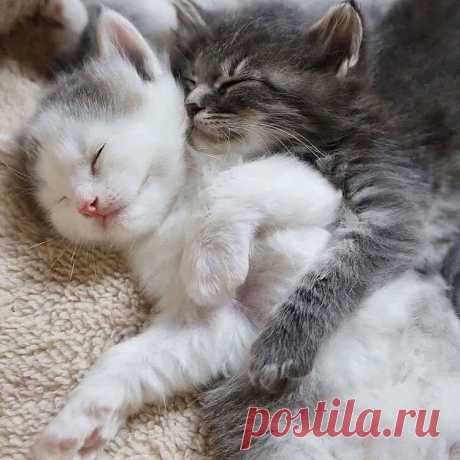 Лучший рецепт от хандры: милые фотки с котиками | ZOO CHANNEL | Дзен