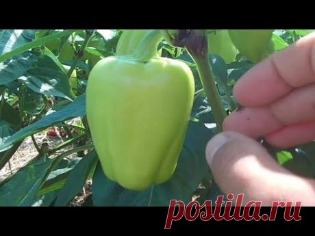 Тонкости выращивания болгарского перца