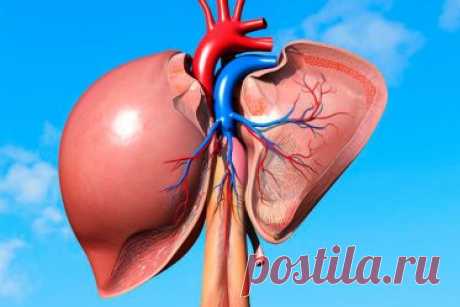 Осенняя перезагрузка: что поможет печени легче восстанавливаться? Советы доказательной медицины. «Почистить печень» по-научному: как заметить страдания печени и помочь ей нормально работать?