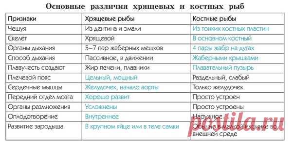 СРАВНЕНИЕ ХРЯЩЕВЫХ И КОСТНЫХ РЫБ