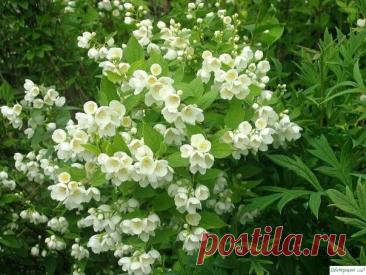 Декоративные кустарники для огорода