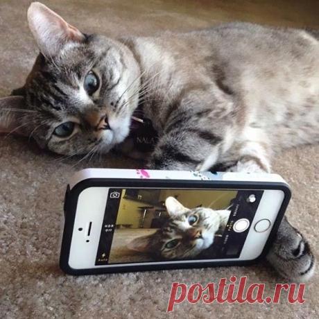 Нала – самая популярная кошка интернета, имеющая более 2 млн подписчиков на Instagram / Питомцы