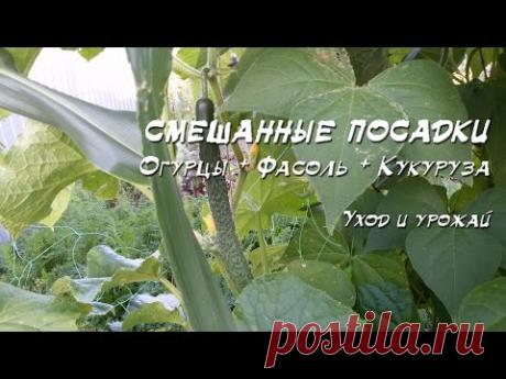 Смешанные посадки 2016: Огурец + фасоль + кукуруза + лук + зелень - YouTube