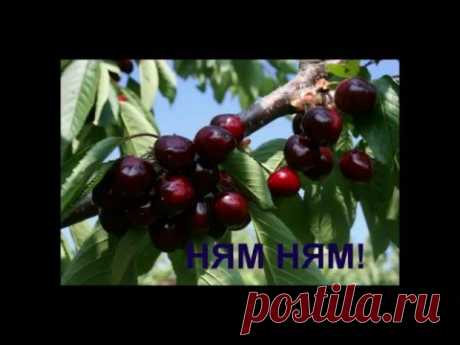 Черешня Опыление интересным методом.