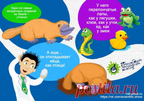 КОМИКСЫ — Шоу сумасшедшего профессора Николя