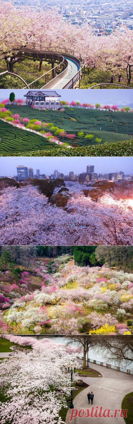 Цветение сакуры в Японии, 2014 год | "Secret worlds"