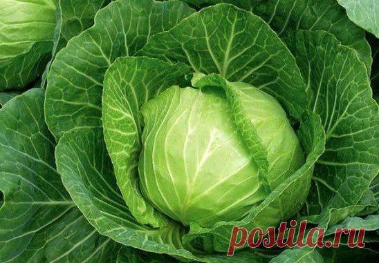 (47) Одноклассники    ВАЛЕРИАНА СПАСЕТ КАПУСТУ. СОВЕТ ОГОРОДНИКА.