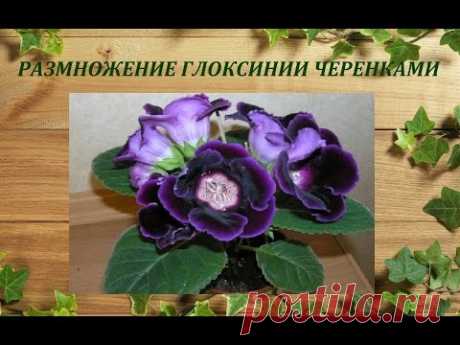 Размножение глоксинии черенками