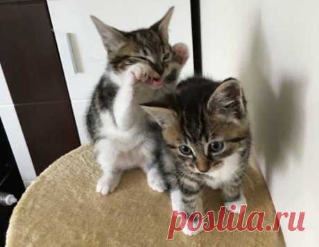 Когда в прошлой жизни были кошками