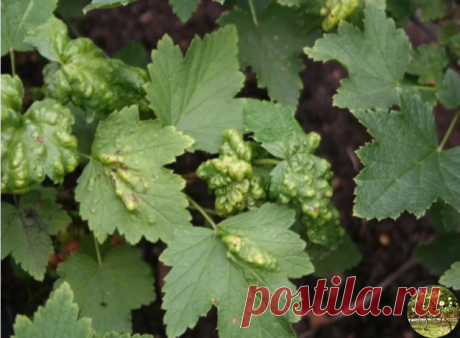 КАК УЗНАТЬ ЧЕМ БОЛЕЕТ СМОРОДИНА

Круговые пятна на обеих сторонах листовой поверхности

Если вы заметили на листьях смородины пятна темно-коричневого цвета, которые постепенно начинают сливаться, листья стали желтеть и преждевременно опадать – это пятнистость или антракноз.

Инфекция может появиться в любое время в течение вегетационного периода. Основной ущерб − листопад, который может произойти уже в конце июля. Это приведет к потере урожая в следующем году. Пятна могут ...