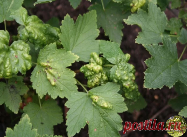 КАК УЗНАТЬ ЧЕМ БОЛЕЕТ СМОРОДИНА

Круговые пятна на обеих сторонах листовой поверхности

Если вы заметили на листьях смородины пятна темно-коричневого цвета, которые постепенно начинают сливаться, листья стали желтеть и преждевременно опадать – это пятнистость или антракноз.

Инфекция может появиться в любое время в течение вегетационного периода. Основной ущерб − листопад, который может произойти уже в конце июля. Это приведет к потере урожая в следующем году. Пятна могут ...