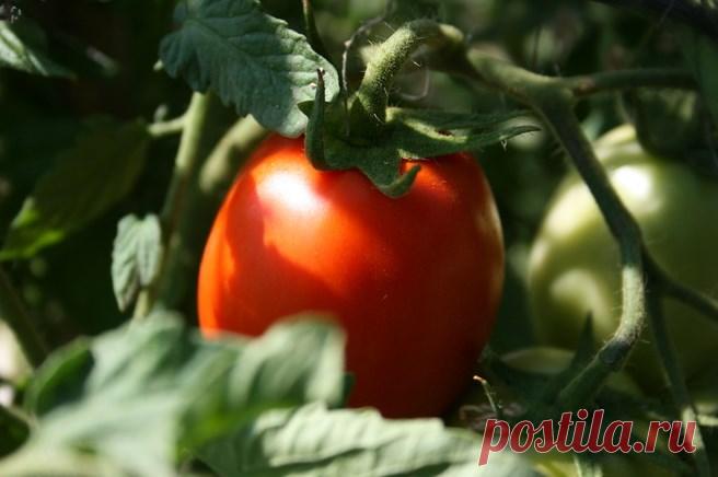 Как часто поливать помидоры после посадки в грунт :: Сад и огород :: Сад и огород