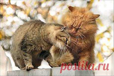милые котята