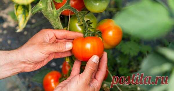 Что нужно успеть сделать с томатами в июле – советы для хорошего урожая В июле во многих регионах начинают зреть помидоры и огородники полагают, что теперь вся работа в теплице и на грядах с томатами сведется к сбору урожая. Однако это опасное заблуждение, ведь продлить интенсивное плодоношение не так просто.