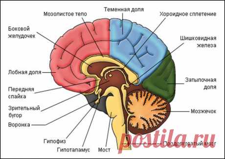 Блоки в теле влияют на вашу жизнь