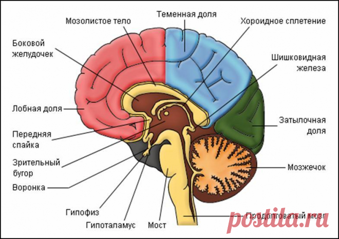 Блоки в теле влияют на вашу жизнь