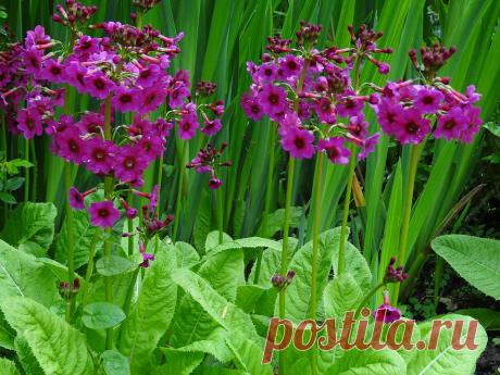 Сады поместья Пэшли(Pashley Manor Gardens),Великобритания