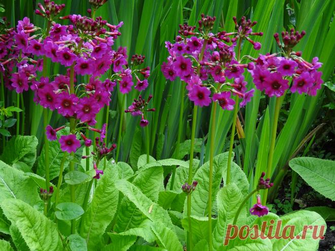 Сады поместья Пэшли(Pashley Manor Gardens),Великобритания