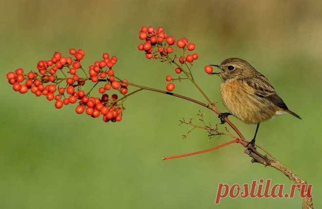Увлекательные фото птиц от фотографа Яки Зандер