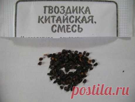 Гвоздика китайская, смесь | Кладовочка
