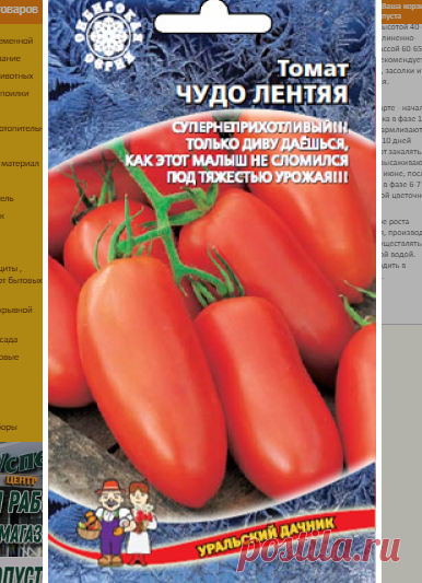 Урожайные низкорослые томаты для открытого грунта | уДачный проект | Яндекс Дзен