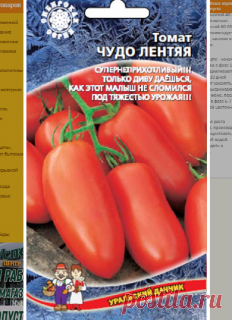 Урожайные низкорослые томаты для открытого грунта | уДачный проект | Яндекс Дзен