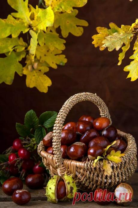 дары природы