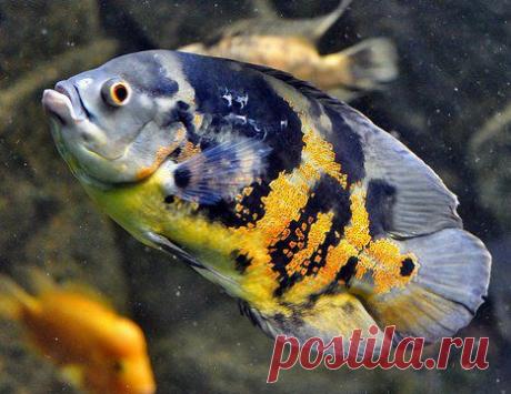 Аквариум - мир хищников! | Статьи | Animal.ru