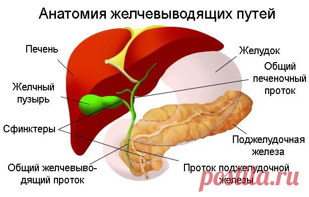 Лечение дискинезии желчевыводящих путей


Лечение комплексное и включает в себя:
- санацию очагов хронической инфекции,
- противопаразитарную терапию,
- нормализация защитных сил организма за счет восстановления нормального режима и питания,
- снижение аллергизации,
- ликвидация гиповитаминоза и дисбактериоза кишечника.