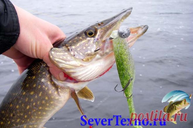 Ловля щуки на джиг осенью Ловля щуки на джиг осенью – более эффективный способ в данный момент года. Рыбаки, исповедующие данный подход, нередко обладают наилучшие и постоянные результаты. Зубастая живодерка хорошо откликае…